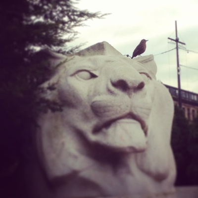 The Lion & The Swallow